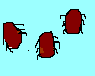roach